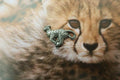 Cheetah Lapel Pin