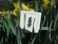 Daffodil Lapel Pin