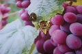 Grapes Gold Lapel Pin