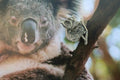 Koala Bear Lapel Pin