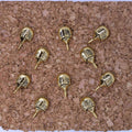 Horseshoe Crab Pushpins