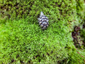 Redwood Cone Lapel Pin