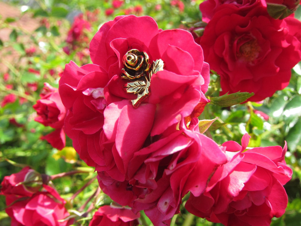 Spilla A Spillo English Rose In Peltro Massiccio &ndash; Fatta A Mano Nel Regno Unito