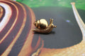 Snail Gold Lapel Pin