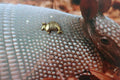 Armadillo Gold Lapel Pin