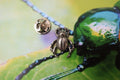 Beetle Lapel Pin