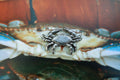 Blue Crab Lapel Pin