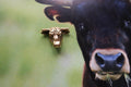 Bull Head Gold Lapel Pin