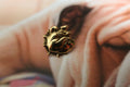 Bulldog Gold Lapel Pin