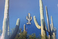 Cactus Lapel Pin