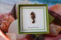 Seahorse Copper Lapel Pin