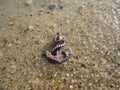 Anchor Copper Lapel Pin