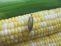 Corn Gold Lapel Pin