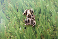 Dog and Cat Gold Lapel Pin