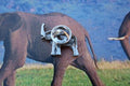 Elephant Lapel Pin