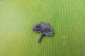 Ginkgo Leaf Lapel Pin