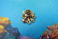 Octopus Gold Lapel Pin