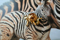 Zebra Gold Lapel Pin