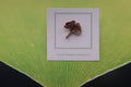 Ginkgo Leaf Gold Lapel Pin