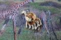 Giraffe Gold Lapel Pin