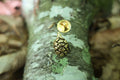 Redwood Cone Gold Lapel Pin