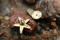 Starfish Gold Lapel Pin