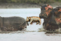 Hippopotamus Lapel Pin