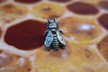 Honey Bee Lapel Pin