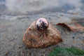 Horseshoe Crab Copper Lapel Pin