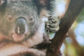 Koala Bear Lapel Pin