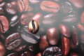 Large Copper Coffee Bean Lapel Pin