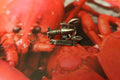 Maine Lobster Lapel Pin