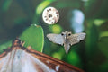 Moth Lapel Pin