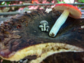 Mushrooms Lapel Pin