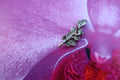 Orchid Lapel Pin