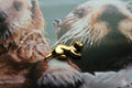 Otter Gold Lapel Pin