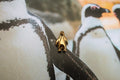 Penguin Gold Lapel Pin