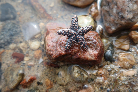 Starfish Copper Lapel Pin
