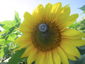 Sunflower Lapel Pin