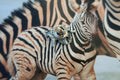 Zebra Lapel Pin